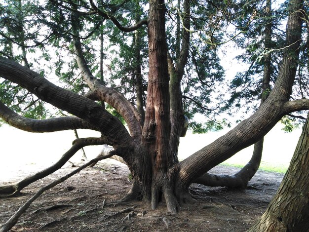 Alberi sul campo