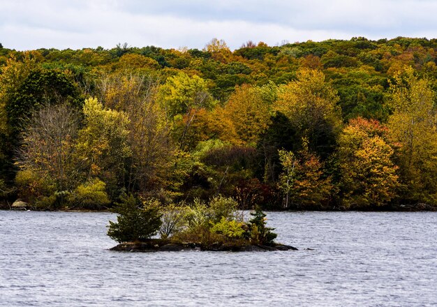 Alberi sul fiume contro il cielo durante l'autunno.