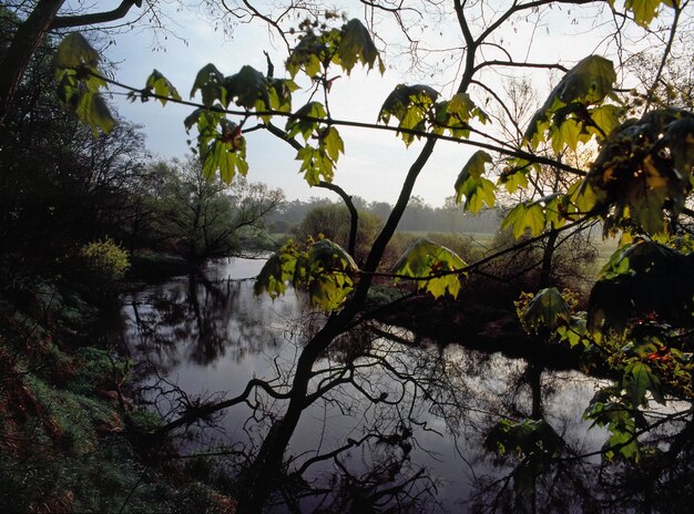 Alberi sul fiume contro il cielo