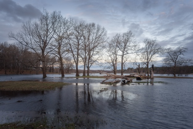 Alberi sul lago, natura primaverile