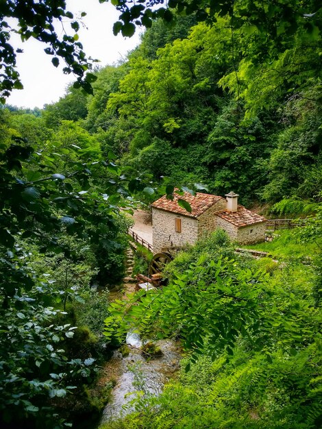 Alberi sul paesaggio contro il cielo