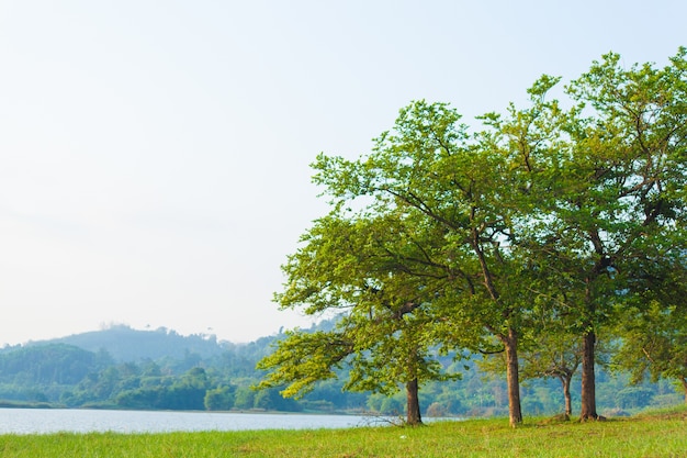 Alberi sul prato.