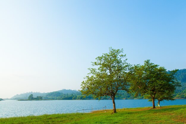 Alberi sul prato.