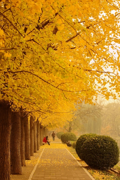 Alberi sul sentiero durante l'autunno