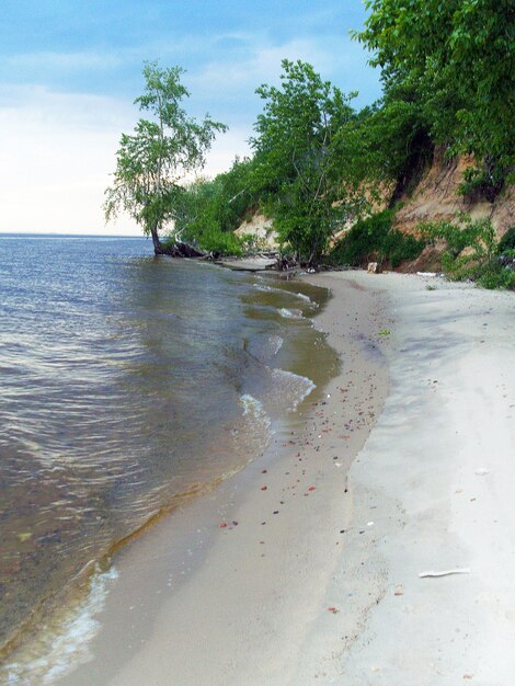 alberi sulla costa sabbiosa del mare