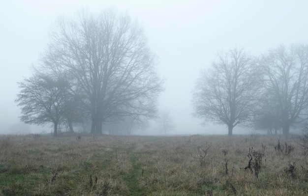 alberi sulla nebbia, mattina nebbiosa sul prato