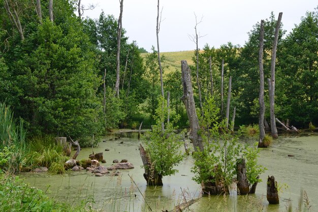 Alberi sulla palude nella foresta