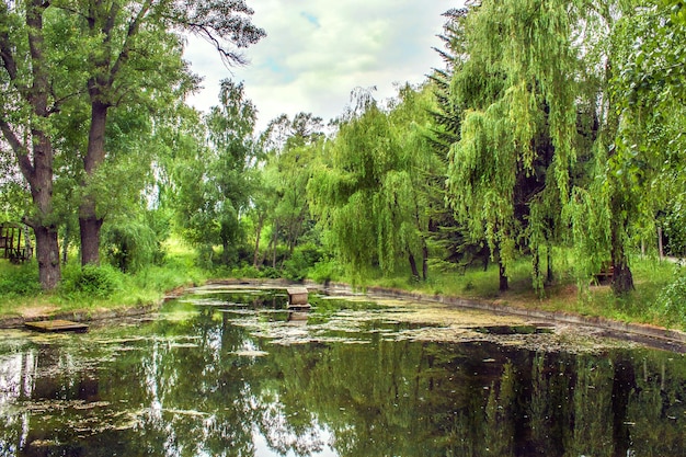 Alberi sulla riva di un piccolo stagno