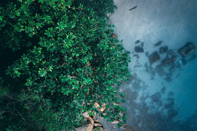 Alberi sulla riva Foto