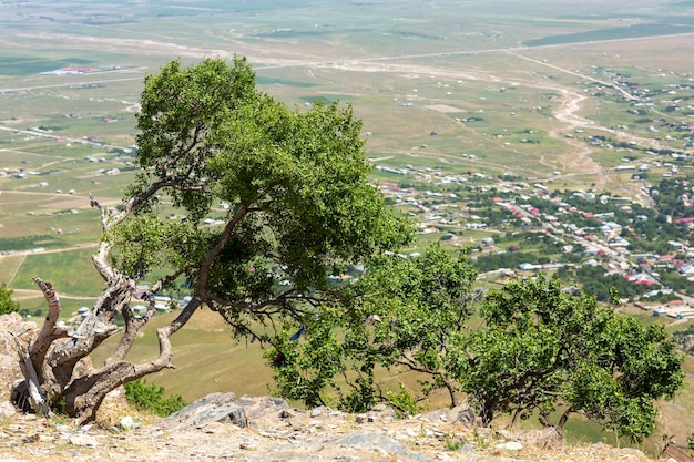 Alberi sulle cime delle montagne