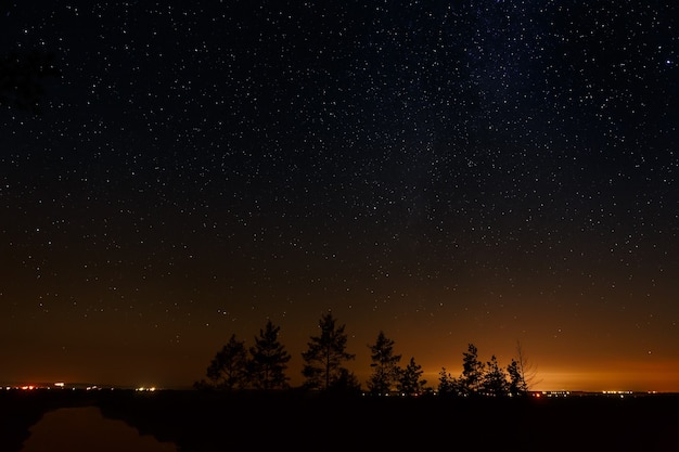 Alberi sullo sfondo del cielo stellato notturno