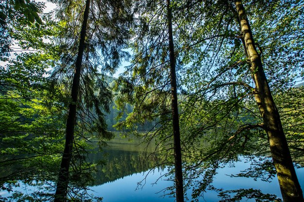 Alberi sullo sfondo del lago aria pulita