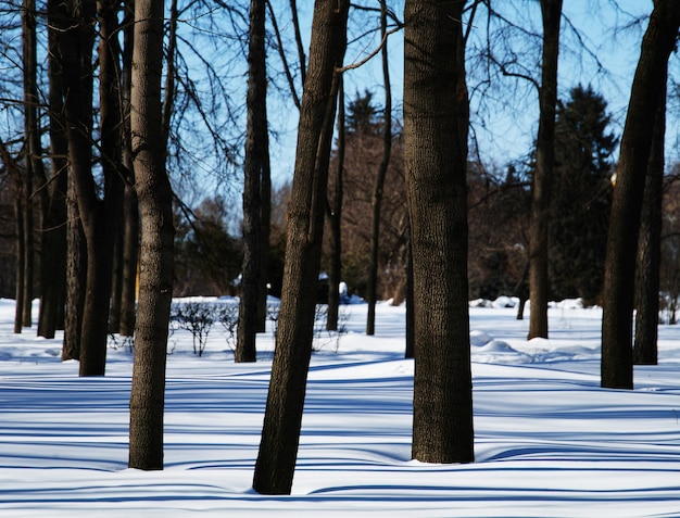 Alberi sullo sfondo del parco invernale hd