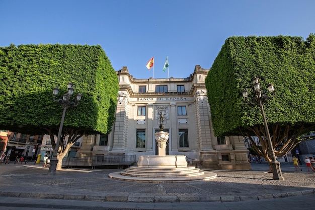 Alberi tagliati a forma di cubo nel centro storico di Siviglia accanto alla Banca di Spagna Andalusia Spagna