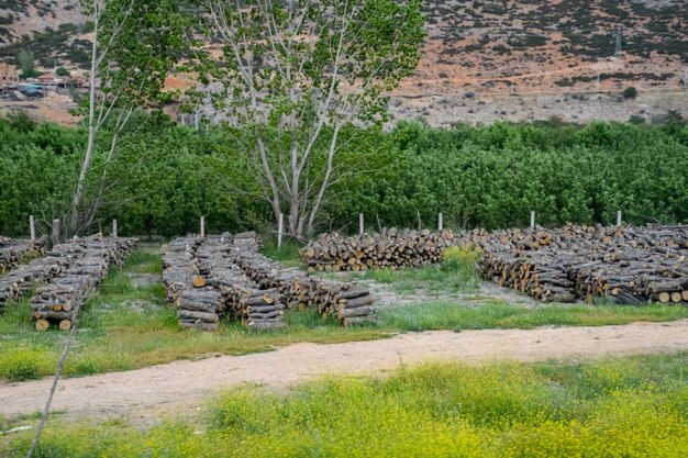 Alberi tagliati e impilati e legna da ardere