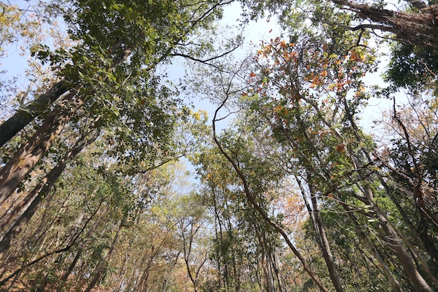 Alberi torreggianti