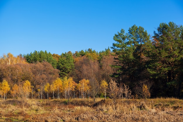 Alberi variopinti di autunno nel parco in una giornata di sole.