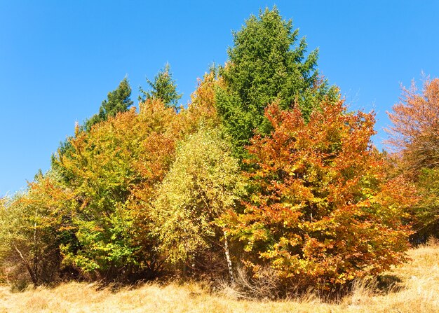 Alberi variopinti di autunno soleggiato sul fianco di una montagna (Carpazi, Ucraina)