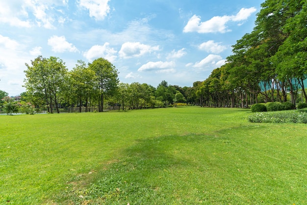 Alberi verdi con bel prato nel parco