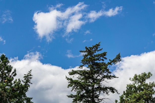 Alberi verdi contro il cielo blu con nuvole bianche inquadratura dal basso