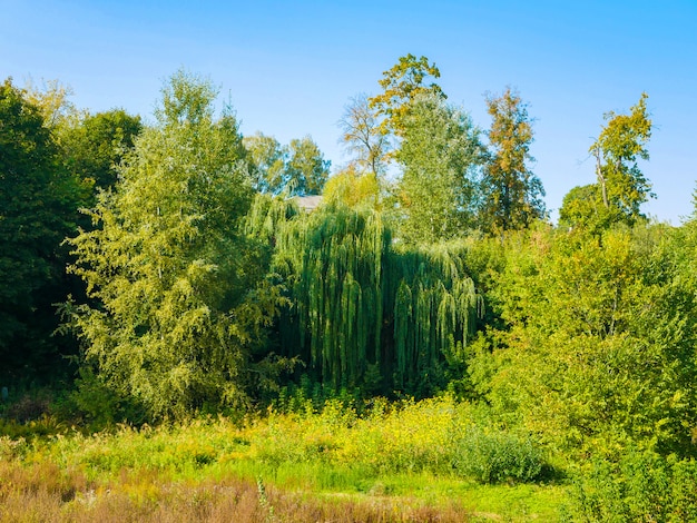 Alberi verdi contro il cielo blu. paesaggio della natura