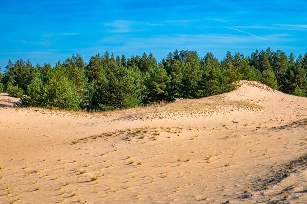 Alberi verdi della pineta nel semi-deserto in autunno