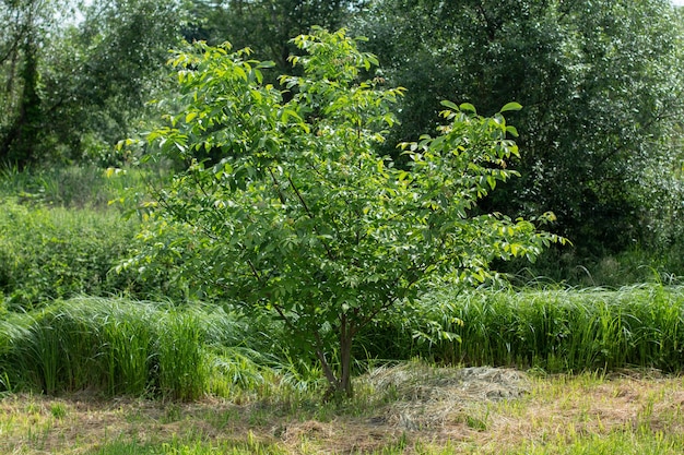 Alberi verdi e cespugli in estate al sole