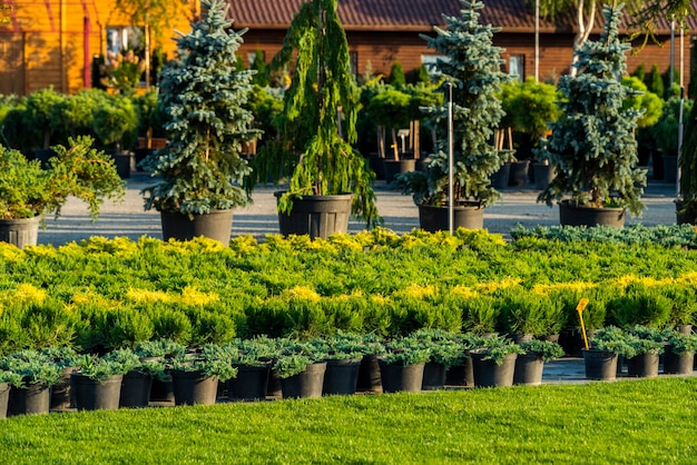 Alberi verdi e cespugli in una vasca in un garden center per l'abbellimento del paesaggio