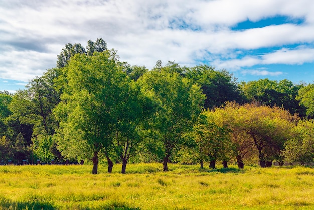 Alberi verdi e nuvole nel cielo