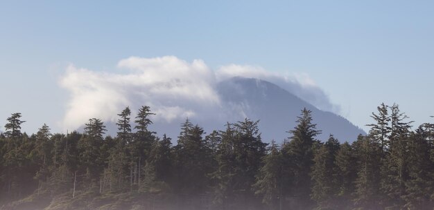 Alberi verdi e paesaggio di montagna sulla costa occidentale dell'Oceano Pacifico