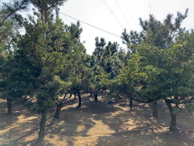 Alberi verdi e riflessi di fango