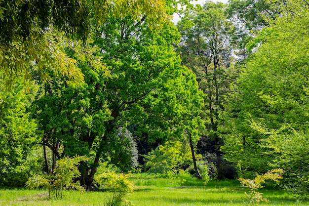 Alberi verdi ed erba verde in un parco primaverile in una giornata di sole