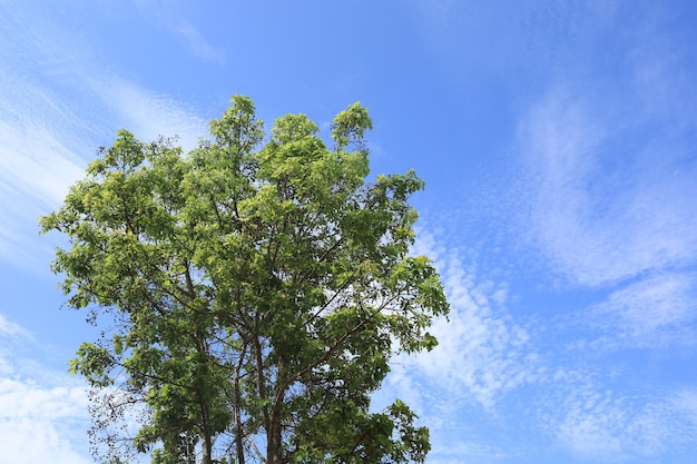 Alberi verdi freschi nel cielo azzurro brillante.