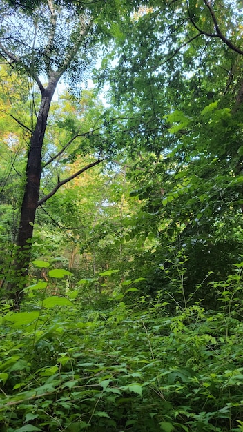 alberi verdi immagine di sfondo della natura