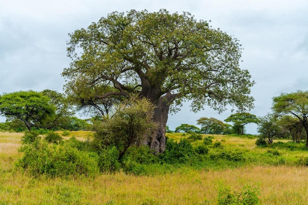 Alberi verdi in Africa, dopo la stagione delle piogge. / Paesaggio africano.