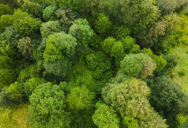 Alberi verdi in una foresta tropicale di estate Fondo astratto della natura di estate