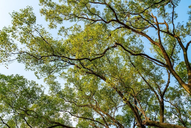 Alberi verdi lussureggianti sotto il cielo azzurro