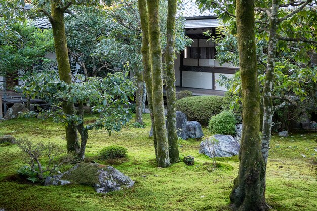 Alberi verdi naturali in un giardino giapponese