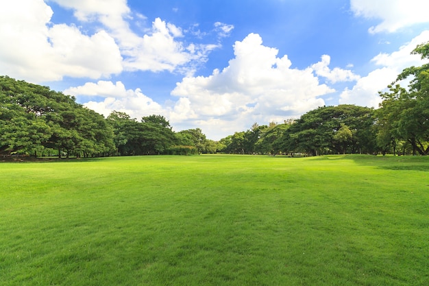 Alberi verdi nel bellissimo parco