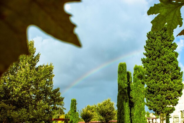 Alberi verdi nel giardino di fiori e un arcobaleno che appare nel cielo