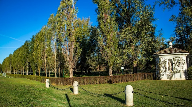 Alberi verdi nel paese