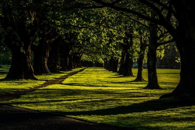 Alberi verdi nel parco