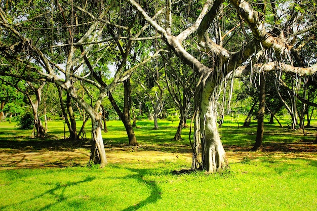 Alberi verdi nel parco