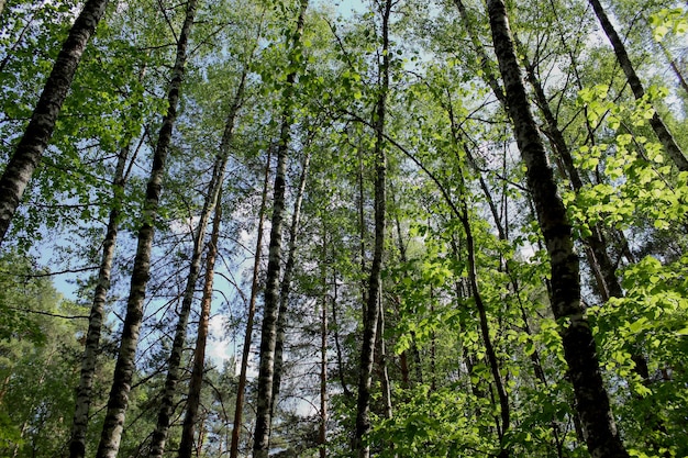 Alberi verdi nella foresta mista