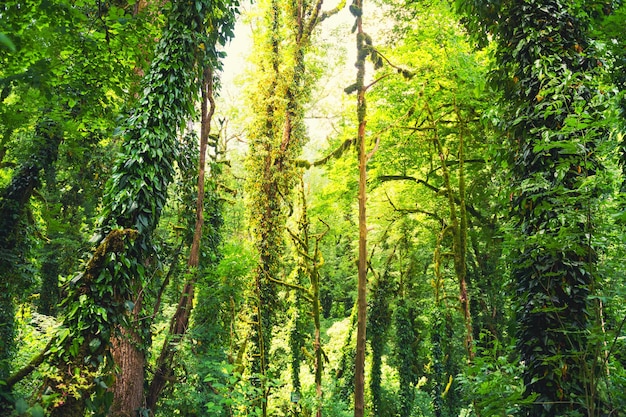 Alberi verdi nella foresta tropicale Vecchi alberi tropicali con foglie verdi e viti Estate natura