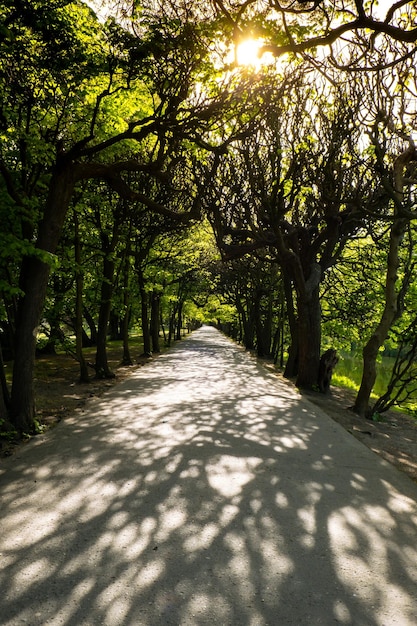 Alberi verdi su due lati della passerella nel parco in una giornata di sole nel parco stagione autunno primavera estate