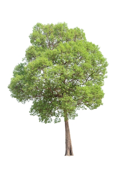 Alberi verdi su sfondo bianco