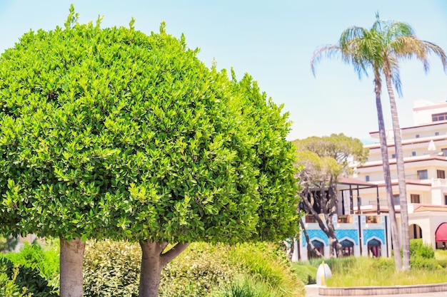 Alberi verdi tropicali nel parco