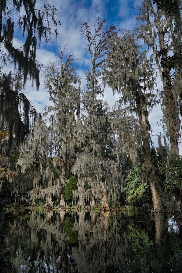 Foto alberi vicino al lago nella foresta contro il cielo