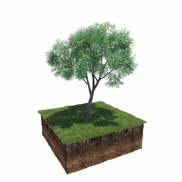 Albero a foglie caduche e terreno tagliato sotto di esso. Elemento giardino isolato, illustrazione 3D, rendering cg